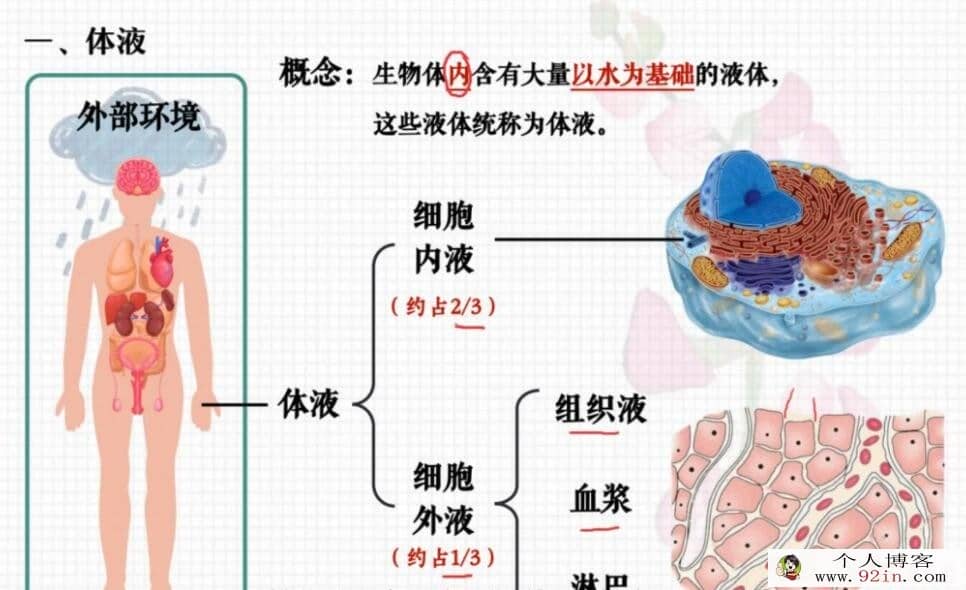 张元振 2022秋 高二生物秋季A+班更新28讲 百度网盘分享