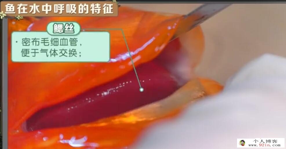洋葱学院 人教版初中生物7-8年级同步课送思维导图 百度网盘分享