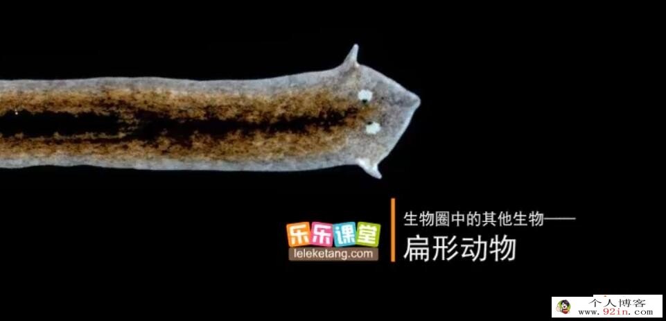 乐乐课堂初中生物 七八年级全+生物大百科191集 百度网盘下载